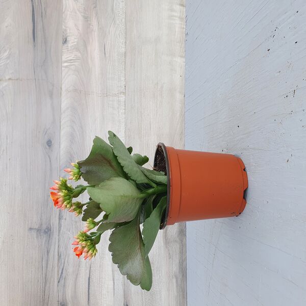 Orange: 4 inch pot